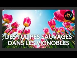 Des tulipes sauvages dans les vignobles