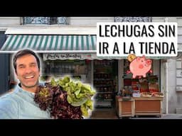 LECHUGAS DE LA SEMILLA A TU MESA: aprende en un vídeo cómo cultivar lechuga ecológica || en20metros
