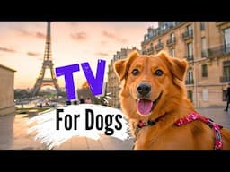 Dogs Exploring Beautiful and Iconic Spots in Paris - Your Dog Will LOVE This!