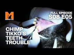 Chimp Tikko Gets A Tooth Infection | Season 8 Episode 5 | Full Episode | Monkey Life