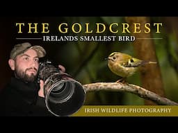 Irish Bird Photography - Goldcrest