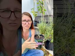 Propagate Rosemary from the Grocery Store