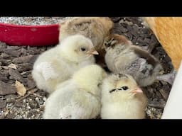 The Easiets Way to Raise Baby Chicks