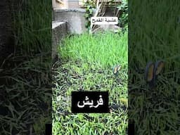 عشبة القمح