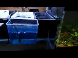 20 Long Easy Fry Nursery Setup Method