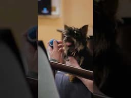 Pet visitation volunteer, Tater Tot, brings joy to patients at Mannville Health Centre