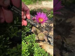 Zone 7b hardy cacti in bloom! Limited quantities available #cactus