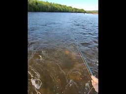 Altaelva flyfish