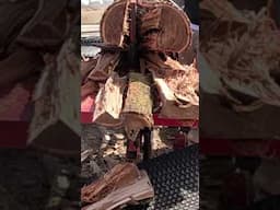 Splitting Stringy Red Elm on Wolfe Ridge #firewood