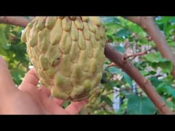 Tour pelo pomar orgânico fundo de quintal 18/04/2025