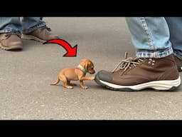 Smallest Dog Breed That Look Like They Just Came from a Toy Store
