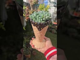 So chunky Pachyphytum concubine fingers  | bikolanahardinera #shortvideo #succulent #Pachyphytum