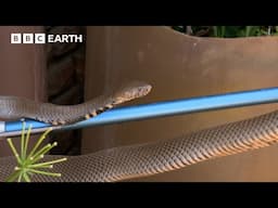 Steve Backshall ﻿Removes Spitting Cobra from Garden | Deadly 60 | BBC Earth Kids