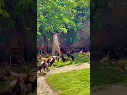 Faizan Wahla #youtubeshorts #chicken #viralshorts #aseelmurga