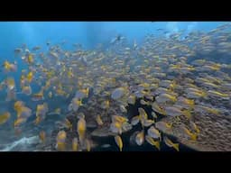 Racha Yai Islands scuba diving with Phuket Dive Tours