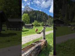 Happy animals in Switz #switzerland #youtubeshorts #animals #cows