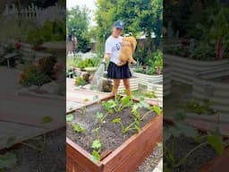Planting Squash and Zucchini in raised bed!