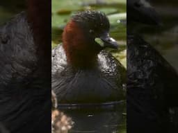 This little grebe must keep refreshing her nest to stop it and her three chicks sinking 🪹