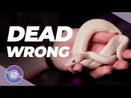 Best Beginner Pet Reptile DEBATE | #ballpython #snake #reptiles