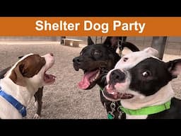 Dog TV Daycare #37
