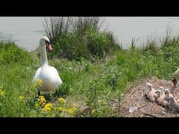 White Swan and its Chick enjoy Sunny Weather in Chicago