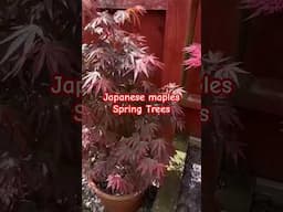 Japanese maples in the spring