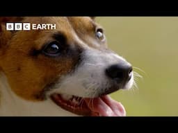 How Do Dogs Communicate? | Wonderful World of Puppies | BBC Earth Kids