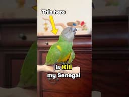 How Old is My Senegal Parrot Kili?