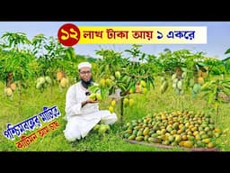পশ্চিমবঙ্গের মাটিতে ১২ লাখ আয় কাটিমন আম চাষে | Mango Farming | Mango Farm | Katimon mango farm | আম