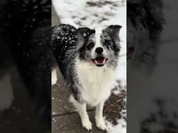 This is Peace to a Border collie #dogs #winter #snow #frisbee