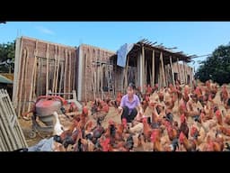 How to raise chickens to have money to build a new house in the countryside.  Ep 362
