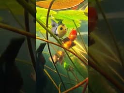 Goldfish Pond - Life underwater