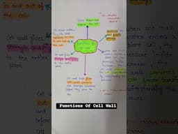 functions of cell wall | cell wall functions | cell wall