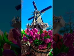 🇳🇱Netherlands Tulip Season🌷#travel #netherlands #tulips #keukenhof #flowers