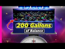 Jaw-Dropping Corals & Unreal Growth! | 200G Mixed Reef