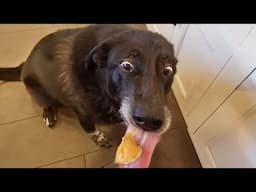 Dog acts like they haven't been fed all day 🤣 Funny Dog Videos 2025
