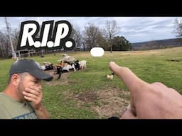 (Emotional Video) Old Age Finally Got Him I Found Him DEAD In The Goat Pasture
