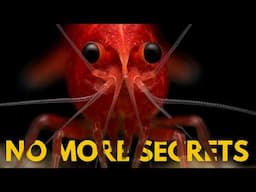 HOW TO get 30 DAYS – 1000 SHRIMP | Shrimp Breeding Tank Setup & Filtration Secrets [4K]