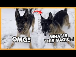 DOGS EXPERIENCE SNOW FOR THE FIRST TIME !