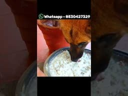 Best Food For German Shepherd #germanshepheard #dog #shorts