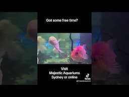 Free