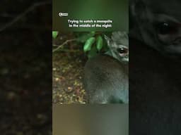 Trying to catch a mosquito in the middle of the night #funny #funnymemes #wildlife