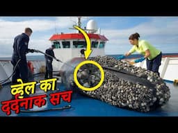 व्हेल रोते-रोते इंसानों से मदद की भीख माँग रही थी Whale Begs Humans for Help!