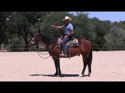 The beginning of teaching a horse how to respond to two reins (Backing up)