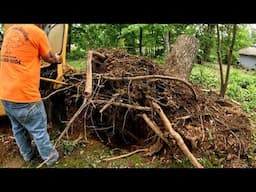 This Storm Left a MONSTER Root Ball – Watch Us Grind It Down!