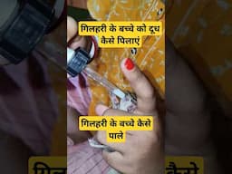 गिलहरी के बच्चे को दूध कैसे पिलाएं गिलहरी के बच्चे कैसेपाल #shorts #squirrel #pets #amitalbinopets