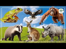 Discover Animal Sounds: Wombat, Tiger, Bear, Woodpecker, Flamingo, Tamarin, Pigeon - Animal Sounds