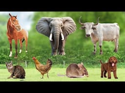 Cute Animals and Pets Compilation : Cat, Cow, Dog, Chicken, Duck, Rabbit, Mouse, Pig - Animal Sounds