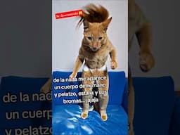 esto se descontroló #humordegatos