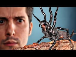 Aggressive Spinne mit Riesen-Giftklauen eingeschleppt! Was nun?